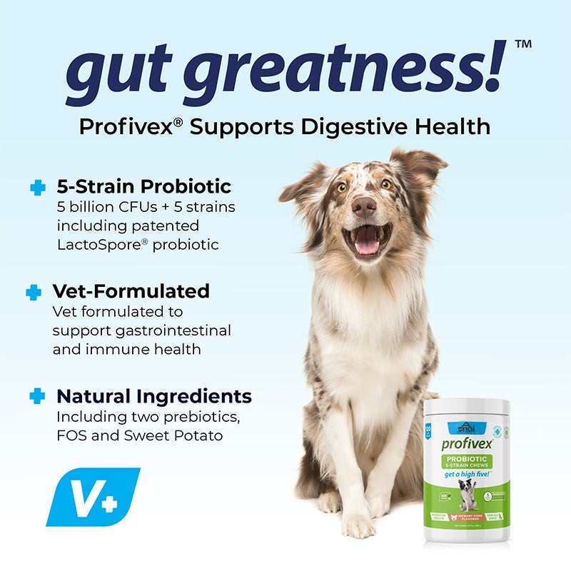 Probiotics Chews for Pets